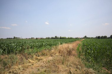Güneşli bir günde mısır tarlası. Uzakta bir sıra ağaç var. Uzun otlarla dolu bir patikadan görülebiliyor.