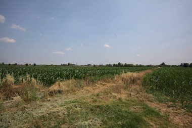 Güneşli bir günde mısır tarlası. Uzakta bir sıra ağaç var. Uzun otlarla dolu bir patikadan görülebiliyor.