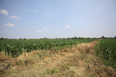 Güneşli bir günde mısır tarlası. Uzakta bir sıra ağaç var. Uzun otlarla dolu bir patikadan görülebiliyor.