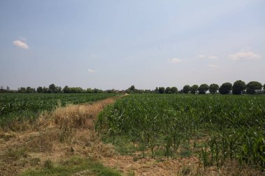 Güneşli bir günde mısır tarlası. Uzakta bir sıra ağaç var. Uzun otlarla dolu bir patikadan görülebiliyor.