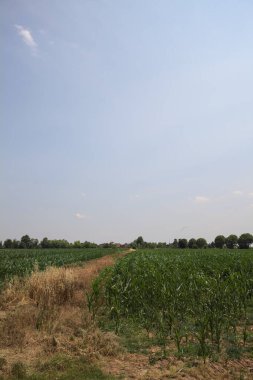Güneşli bir günde mısır tarlası. Uzakta bir sıra ağaç var. Uzun otlarla dolu bir patikadan görülebiliyor.