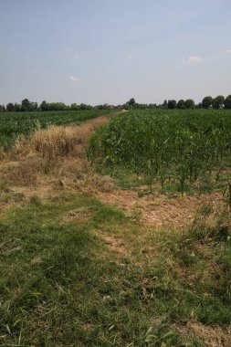 Güneşli bir günde mısır tarlası. Uzakta bir sıra ağaç var. Uzun otlarla dolu bir patikadan görülebiliyor.