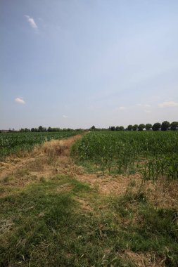 Güneşli bir günde mısır tarlası. Uzakta bir sıra ağaç var. Uzun otlarla dolu bir patikadan görülebiliyor.