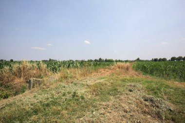 Güneşli bir günde mısır tarlası. Uzakta bir sıra ağaç var. Uzun otlarla dolu bir patikadan görülebiliyor.