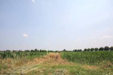 Güneşli bir günde mısır tarlası. Uzakta bir sıra ağaç var. Uzun otlarla dolu bir patikadan görülebiliyor.
