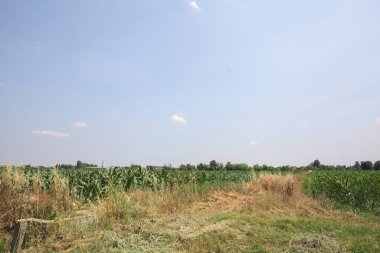 Güneşli bir günde mısır tarlası. Uzakta bir sıra ağaç var. Uzun otlarla dolu bir patikadan görülebiliyor.