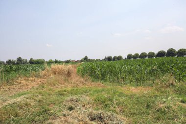 Güneşli bir günde mısır tarlası. Uzakta bir sıra ağaç var. Uzun otlarla dolu bir patikadan görülebiliyor.