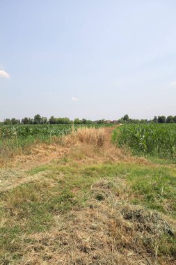 Güneşli bir günde mısır tarlası. Uzakta bir sıra ağaç var. Uzun otlarla dolu bir patikadan görülebiliyor.