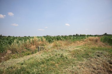 Güneşli bir günde mısır tarlası. Uzakta bir sıra ağaç var. Uzun otlarla dolu bir patikadan görülebiliyor.