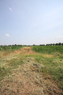 Güneşli bir günde mısır tarlası. Uzakta bir sıra ağaç var. Uzun otlarla dolu bir patikadan görülebiliyor.