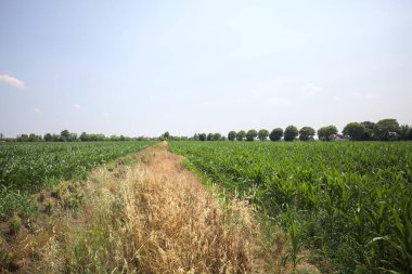 Güneşli bir günde mısır tarlası. Uzakta bir sıra ağaç var. Uzun otlarla dolu bir patikadan görülebiliyor.