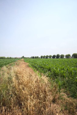 Güneşli bir günde mısır tarlası. Uzakta bir sıra ağaç var. Uzun otlarla dolu bir patikadan görülebiliyor.