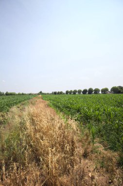 Güneşli bir günde mısır tarlası. Uzakta bir sıra ağaç var. Uzun otlarla dolu bir patikadan görülebiliyor.