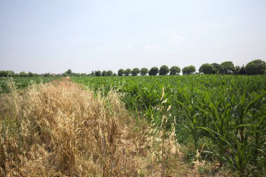 Güneşli bir günde mısır tarlası. Uzakta bir sıra ağaç var. Uzun otlarla dolu bir patikadan görülebiliyor.