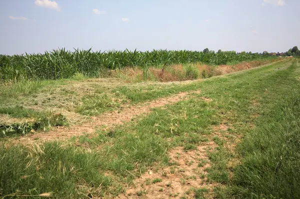 İtalya kırsalında güneşli bir günde mısır tarlasının kenarındaki toprak ve çimenli patika.