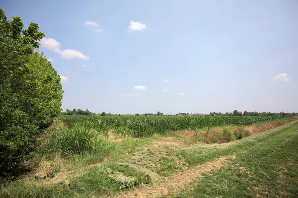 İtalya kırsalında güneşli bir günde mısır tarlasının kenarındaki toprak ve çimenli patika.