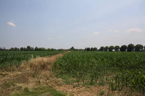 Güneşli bir günde mısır tarlası. Uzakta bir sıra ağaç var. Uzun otlarla dolu bir patikadan görülebiliyor.