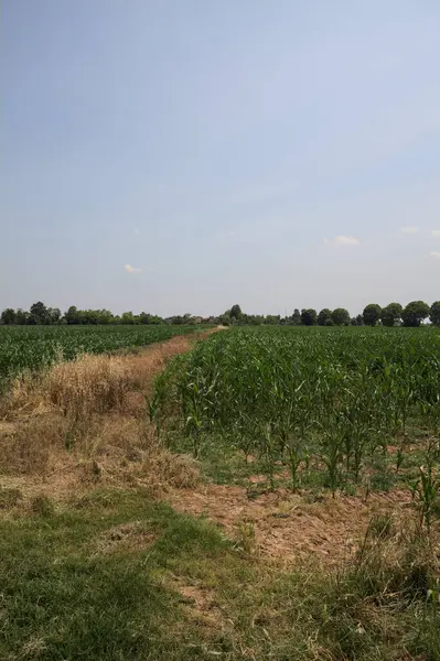 Güneşli bir günde mısır tarlası. Uzakta bir sıra ağaç var. Uzun otlarla dolu bir patikadan görülebiliyor.