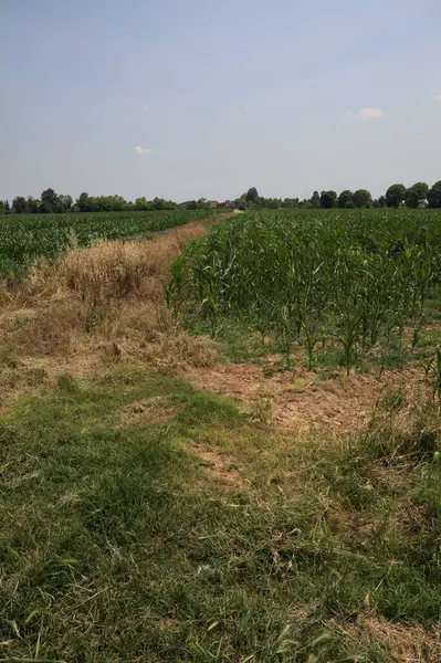 Güneşli bir günde mısır tarlası. Uzakta bir sıra ağaç var. Uzun otlarla dolu bir patikadan görülebiliyor.