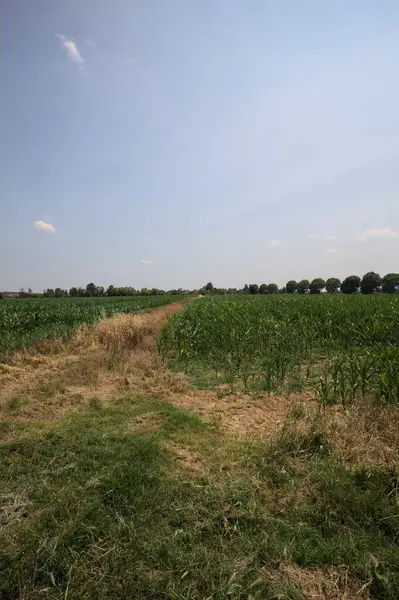 Güneşli bir günde mısır tarlası. Uzakta bir sıra ağaç var. Uzun otlarla dolu bir patikadan görülebiliyor.