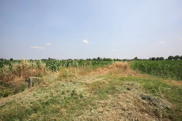 Güneşli bir günde mısır tarlası. Uzakta bir sıra ağaç var. Uzun otlarla dolu bir patikadan görülebiliyor.