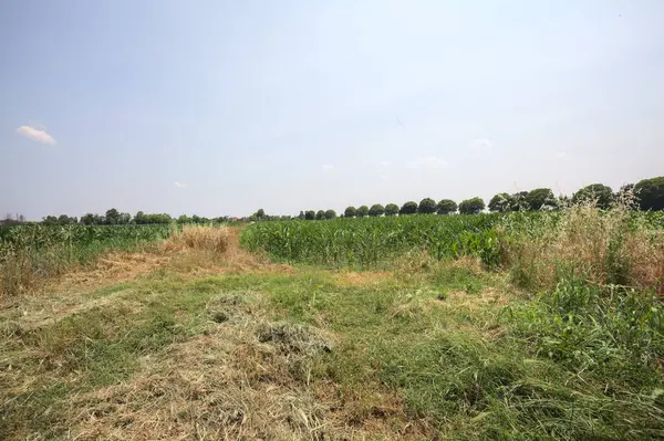 Güneşli bir günde mısır tarlası. Uzakta bir sıra ağaç var. Uzun otlarla dolu bir patikadan görülebiliyor.