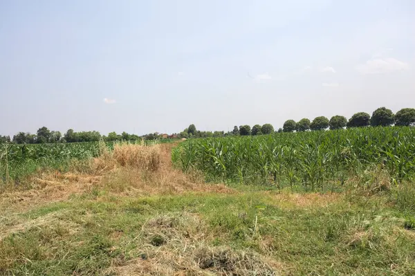 Güneşli bir günde mısır tarlası. Uzakta bir sıra ağaç var. Uzun otlarla dolu bir patikadan görülebiliyor.