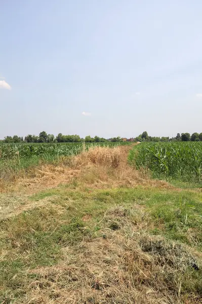 Güneşli bir günde mısır tarlası. Uzakta bir sıra ağaç var. Uzun otlarla dolu bir patikadan görülebiliyor.