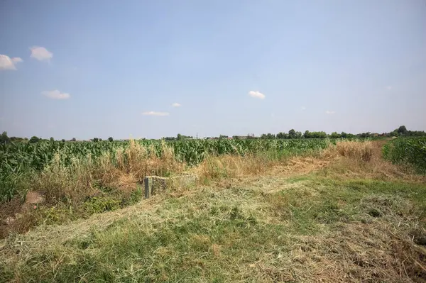 Güneşli bir günde mısır tarlası. Uzakta bir sıra ağaç var. Uzun otlarla dolu bir patikadan görülebiliyor.