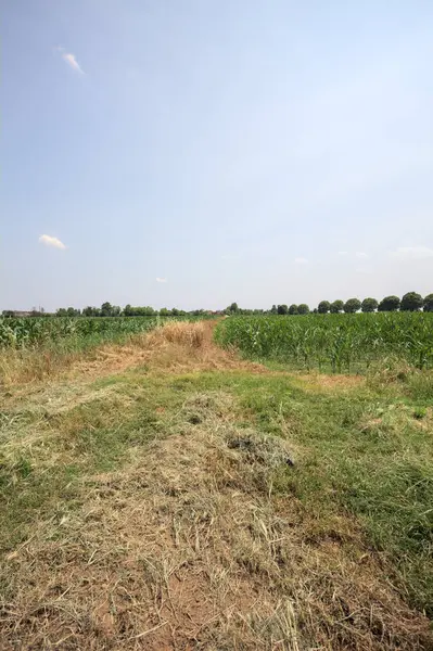 Güneşli bir günde mısır tarlası. Uzakta bir sıra ağaç var. Uzun otlarla dolu bir patikadan görülebiliyor.