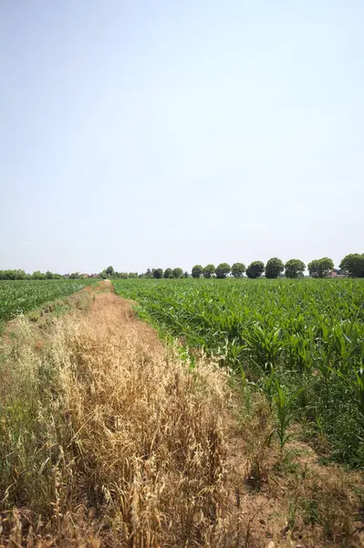 Güneşli bir günde mısır tarlası. Uzakta bir sıra ağaç var. Uzun otlarla dolu bir patikadan görülebiliyor.