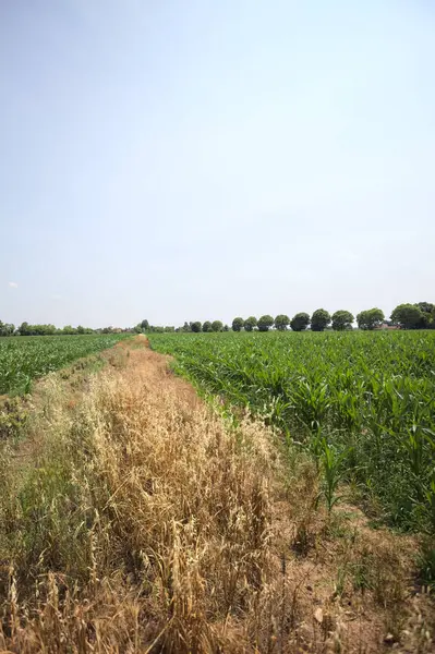 Güneşli bir günde mısır tarlası. Uzakta bir sıra ağaç var. Uzun otlarla dolu bir patikadan görülebiliyor.