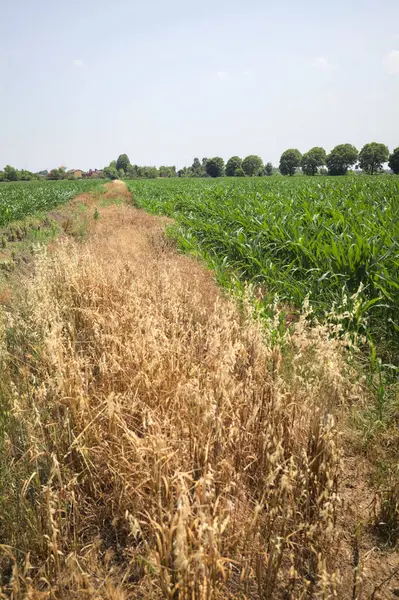 Güneşli bir günde mısır tarlası. Uzakta bir sıra ağaç var. Uzun otlarla dolu bir patikadan görülebiliyor.