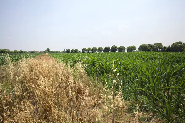 Güneşli bir günde mısır tarlası. Uzakta bir sıra ağaç var. Uzun otlarla dolu bir patikadan görülebiliyor.