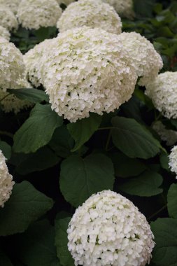 Beyaz ortanca çalılığı çiçek açmış, yakından görülüyor.