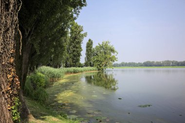 Güneşli bir günde, İtalya 'nın kırsal kesimindeki bir parkta, uzak bir mesafede bir ağacın yansıması, bir ağacın çerçevelediği suya yansıyor.