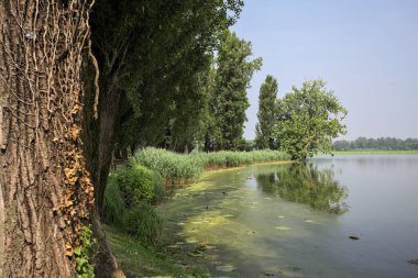 Güneşli bir günde, İtalya 'nın kırsal kesimindeki bir parkta, uzak bir mesafede bir ağacın yansıması, bir ağacın çerçevelediği suya yansıyor.