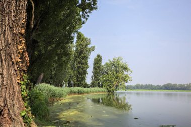 Güneşli bir günde, İtalya 'nın kırsal kesimindeki bir parkta, uzak bir mesafede bir ağacın yansıması, bir ağacın çerçevelediği suya yansıyor.