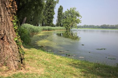 Güneşli bir günde, İtalya 'nın kırsal kesimindeki bir parkta, uzak bir mesafede bir ağacın yansıması, bir ağacın çerçevelediği suya yansıyor.