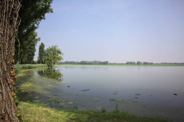 Güneşli bir günde, İtalya 'nın kırsal kesimindeki bir parkta, uzak bir mesafede bir ağacın yansıması, bir ağacın çerçevelediği suya yansıyor.