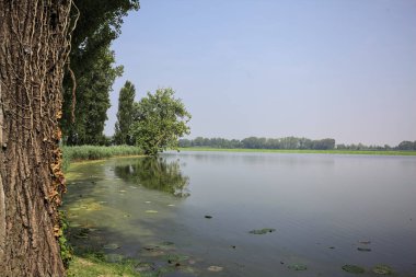 Güneşli bir günde, İtalya 'nın kırsal kesimindeki bir parkta, uzak bir mesafede bir ağacın yansıması, bir ağacın çerçevelediği suya yansıyor.