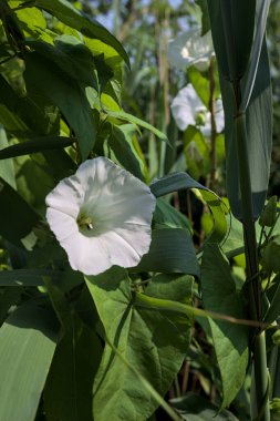 Güneşli bir günde, bir sazlıkta büyüyen beyaz çan çiçeği yakından görülüyor.