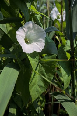 Güneşli bir günde, bir sazlıkta büyüyen beyaz çan çiçeği yakından görülüyor.