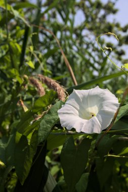 Güneşli bir günde, bir sazlıkta büyüyen beyaz çan çiçeği yakından görülüyor.
