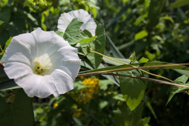 Güneşli bir günde, bir sazlıkta büyüyen beyaz çan çiçeği yakından görülüyor.