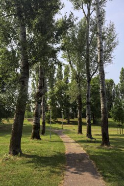 Kavak ağaçlarıyla çevrili patika, güneşli bir günde parktaki çayırların yanında gölgeler bırakıyor.