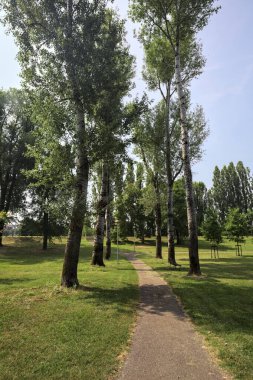 Kavak ağaçlarıyla çevrili patika, güneşli bir günde parktaki çayırların yanında gölgeler bırakıyor.