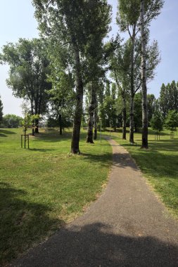 Kavak ağaçlarıyla çevrili patika, güneşli bir günde parktaki çayırların yanında gölgeler bırakıyor.