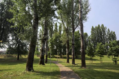 Kavak ağaçlarıyla çevrili patika, güneşli bir günde parktaki çayırların yanında gölgeler bırakıyor.