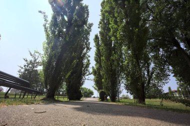 Güneşli bir günde, ağaçlarla çevrili, ağaçlarla çevrili asfalt patikaya tırmanıyorum.